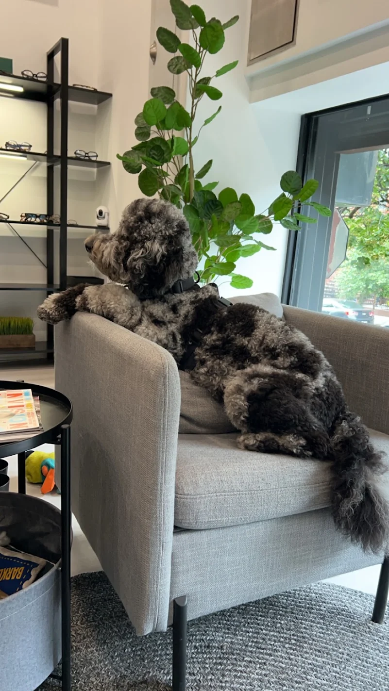 A dog resting on a chair at Park Slope Eye
